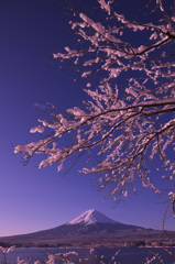 富嶽よ永遠に～雪桜