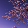 富嶽よ永遠に～雪桜