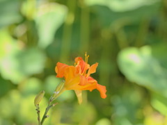 夏の赤い花