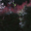 一瞬の輝き