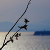 散り行く桜
