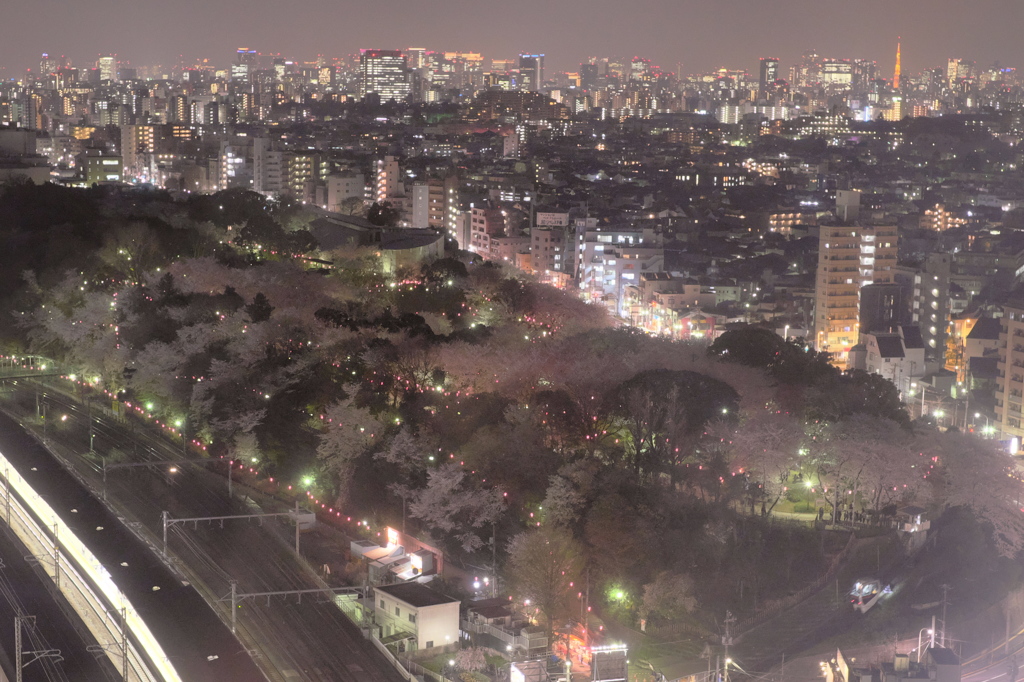 飛鳥山夜桜俯瞰図