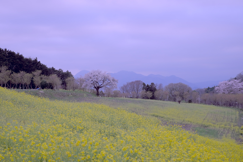 里山の桜と菜の花