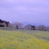 里山の桜と菜の花