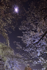 月に負けず光る桜