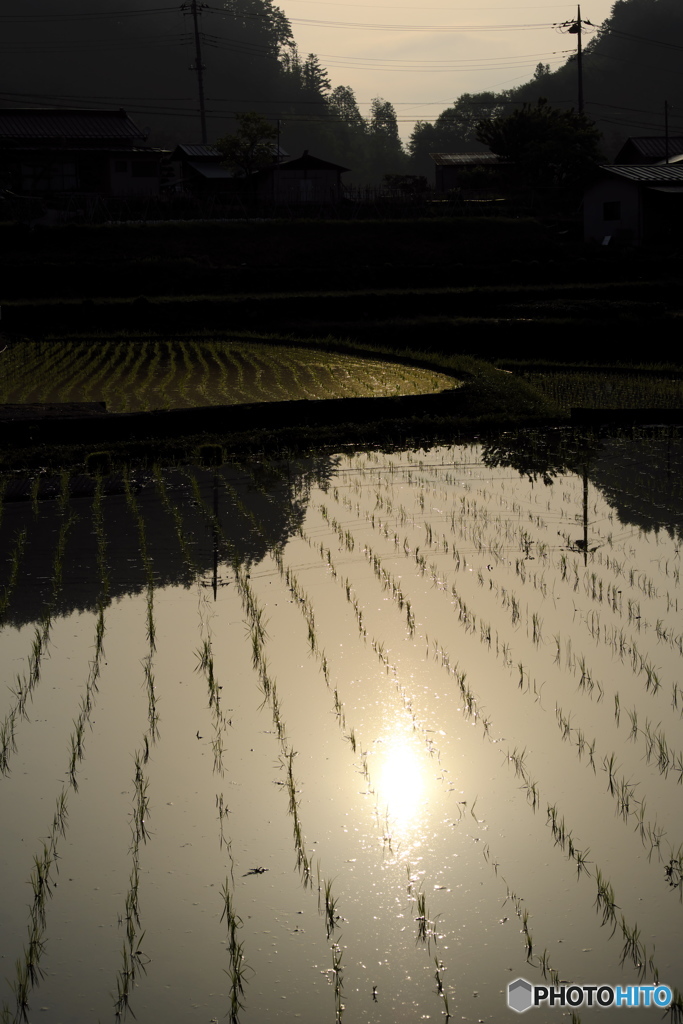 田植え百景