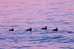 日の出の水鳥たち