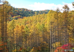 林道の秋樹林