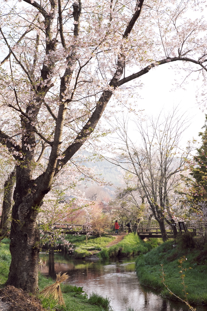 春の忍野の朝