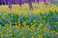 早野の菜の花