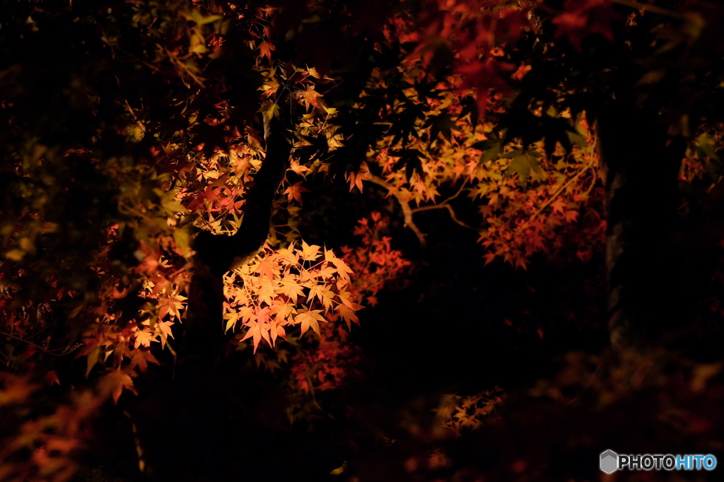 河口湖の夜紅葉