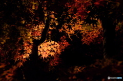 河口湖の夜紅葉