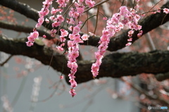 紅、枝垂れて