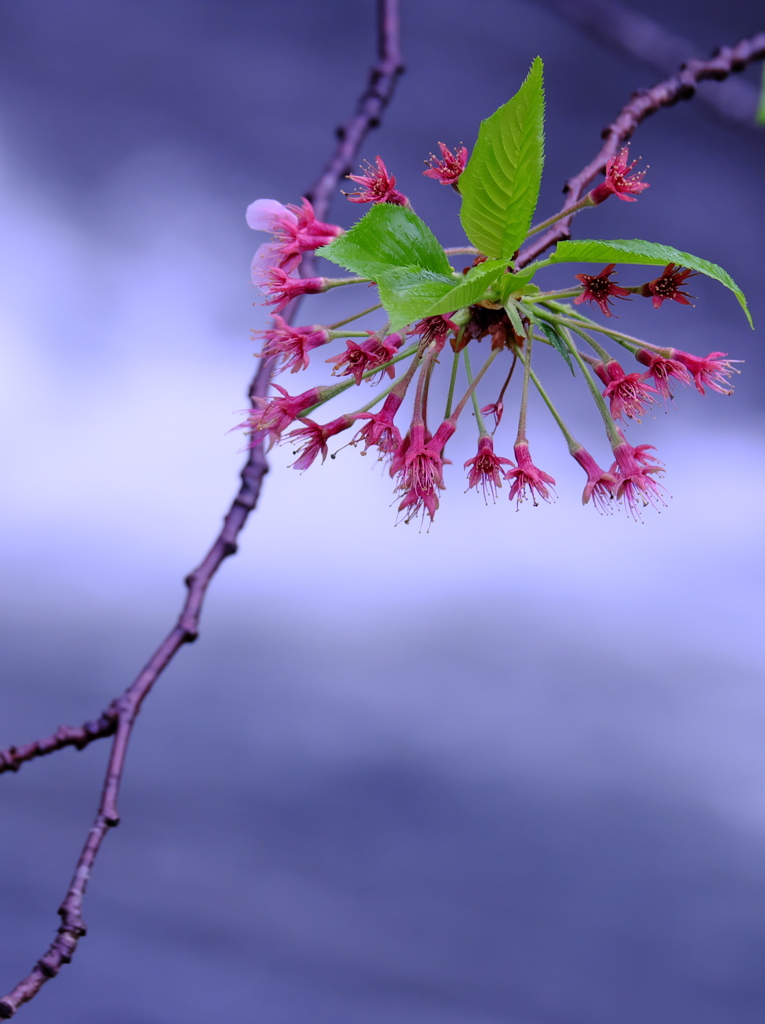 花は何処へ③