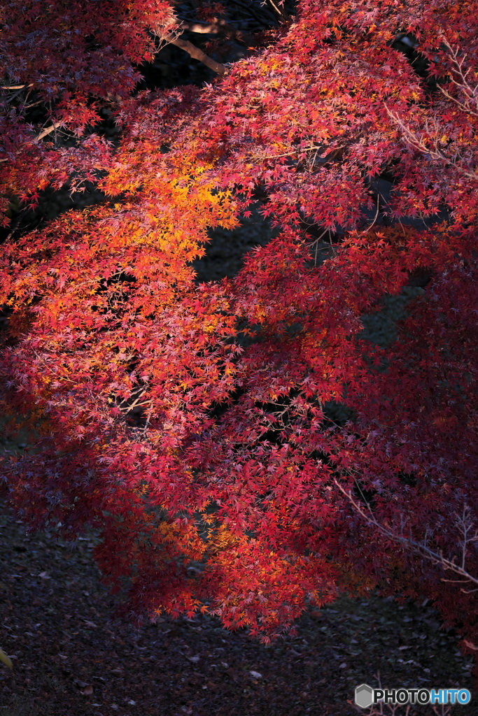 照らされた紅葉