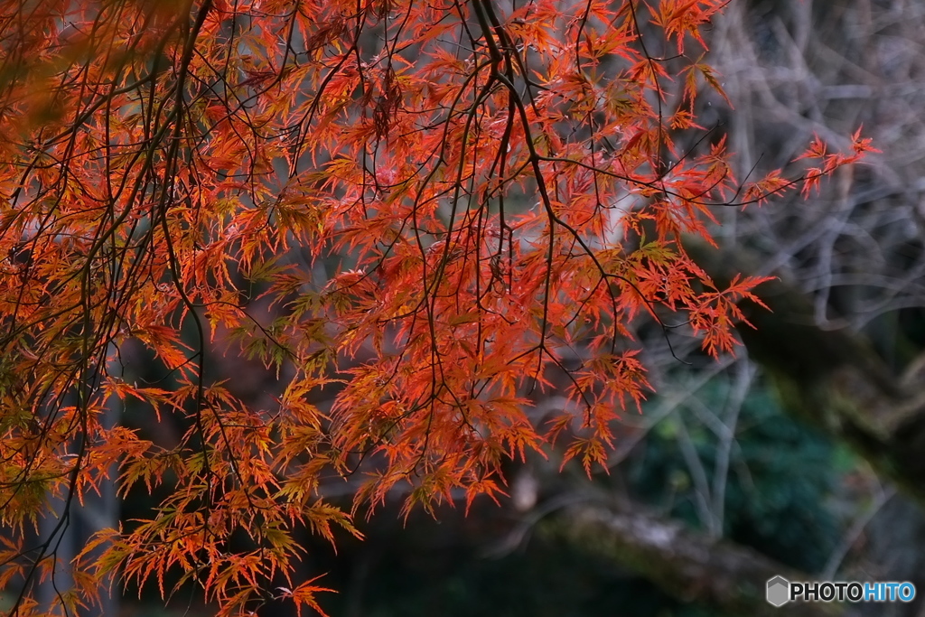 浄慶寺の可愛い紅