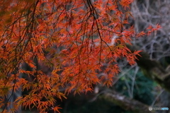 浄慶寺の可愛い紅