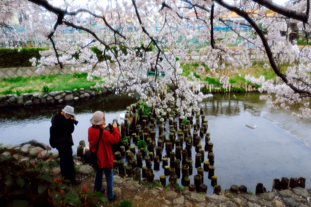 桜と熟年の春