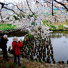 桜と熟年の春