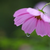 雨の寄り道～秋桜