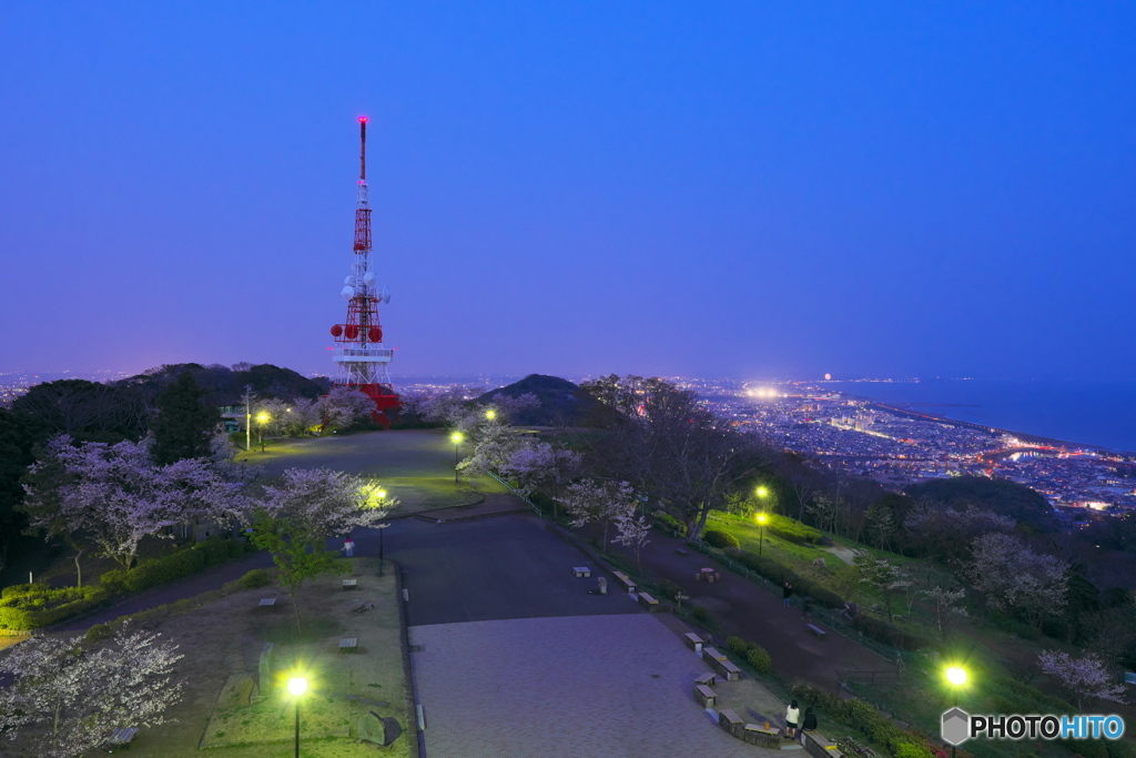 夜桜が似合う丘