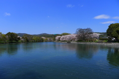 酒津公園の桜２