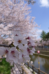 酒津公園の桜１