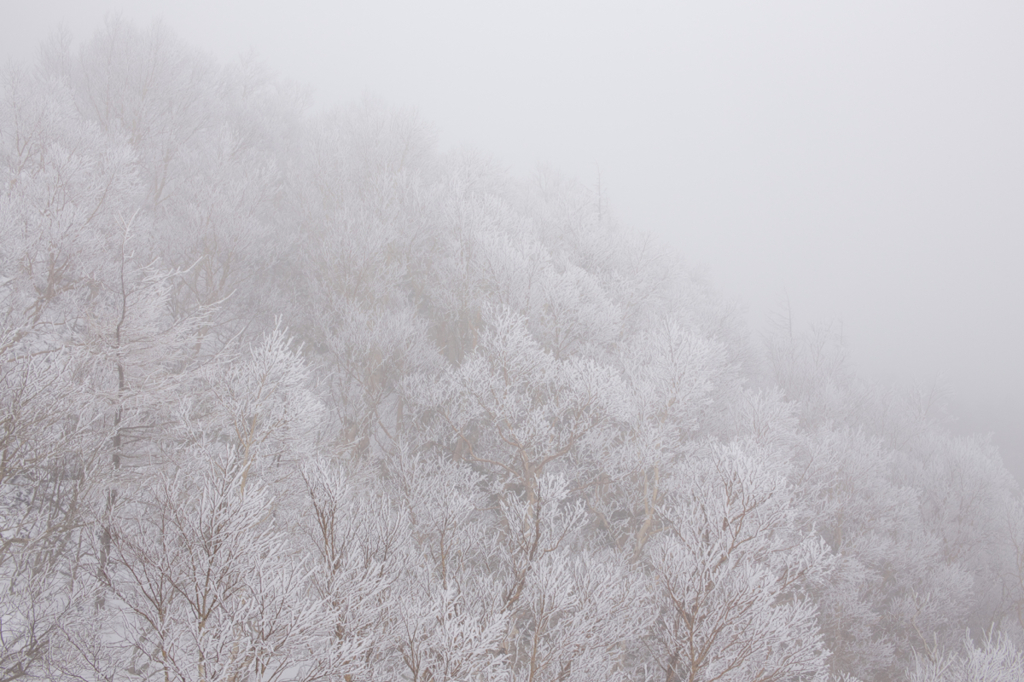 富士の樹氷