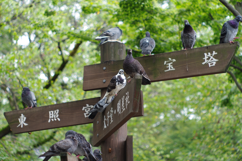 シュヤクハワタシ？