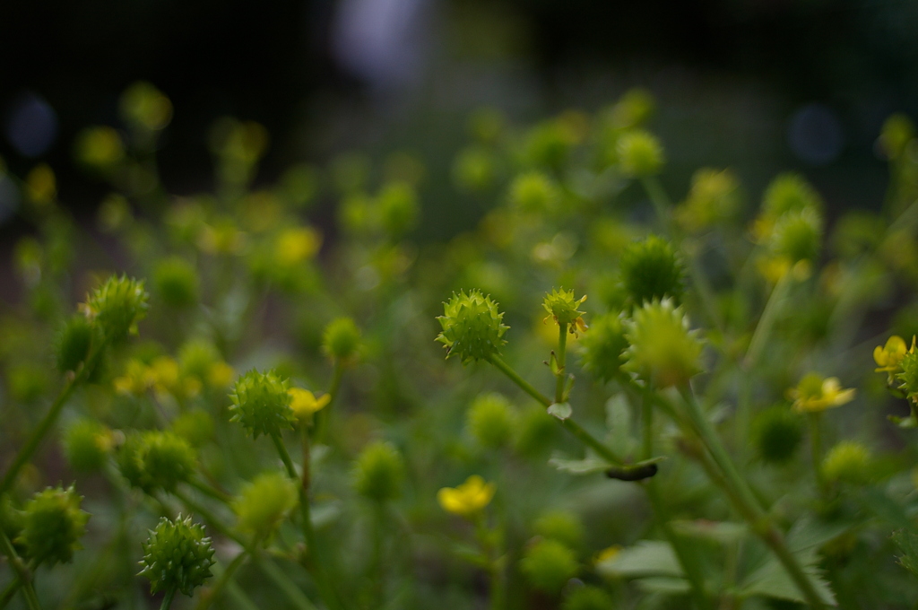 COSINA 28MM MC MACRO 薬草園⑥