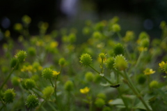 COSINA 28MM MC MACRO 薬草園⑥