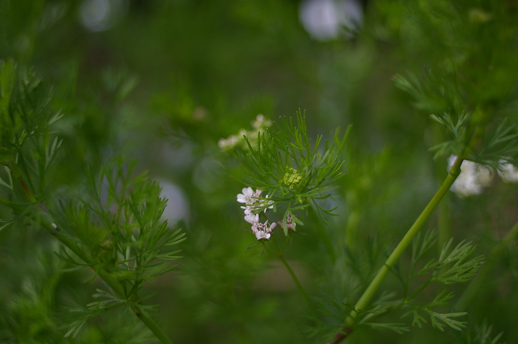 COSINA 28MM MC MACRO 薬草園⑤