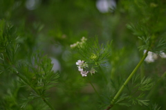 COSINA 28MM MC MACRO 薬草園⑤