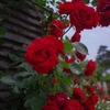 TAKUMAR　3.5/28　「薔薇苑」　其の③
