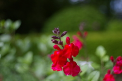 COSINA 28MM MC MACRO 薬草園②