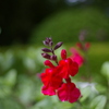 COSINA 28MM MC MACRO 薬草園②