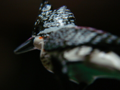 kawasemi