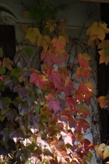 窓際の紅葉