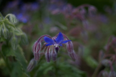 COSINA 28MM MC MACRO 薬草園③