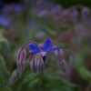 COSINA 28MM MC MACRO 薬草園③