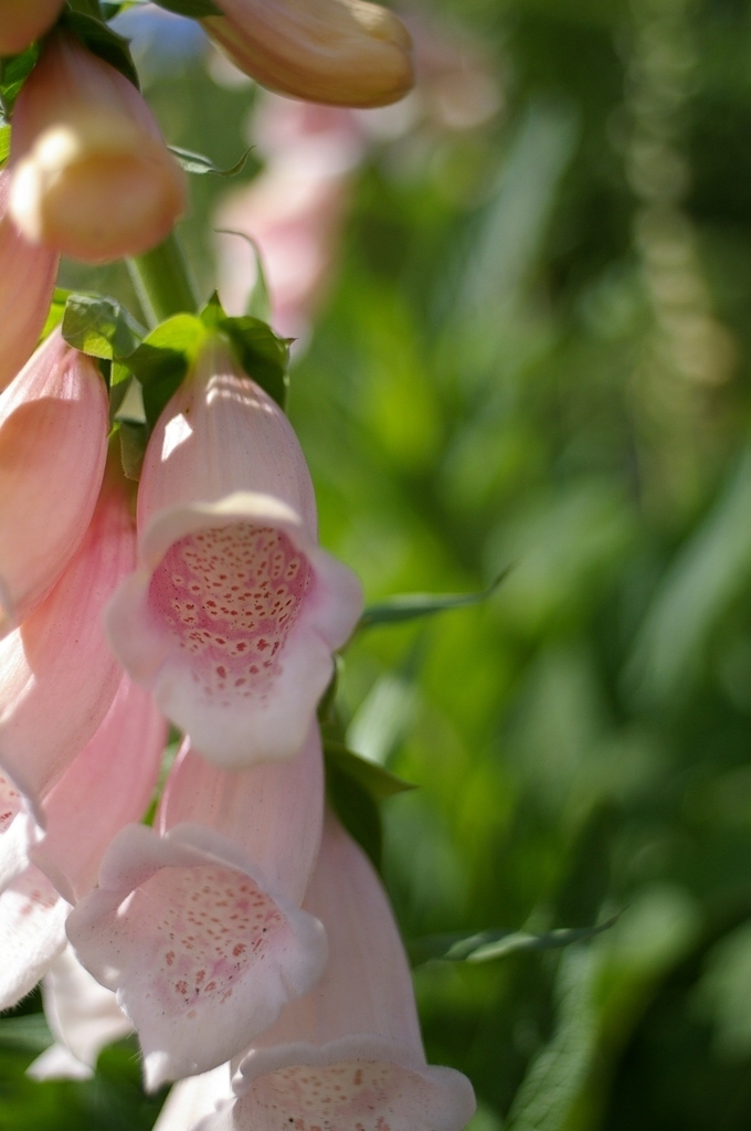 COSINA 28MM MC MACRO 薬草園①