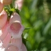 COSINA 28MM MC MACRO 薬草園①