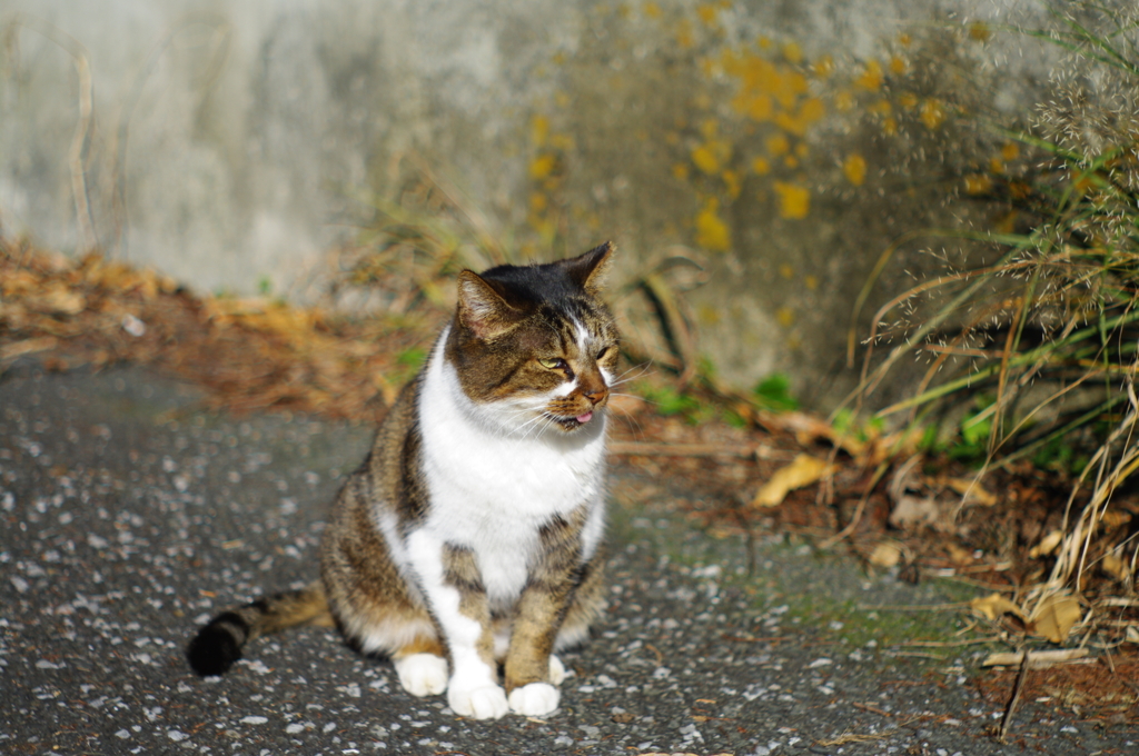 新しい友達　其の③