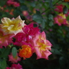 TAKUMAR　3.5/28　「薔薇苑」　其の②