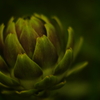 ＳＭＣ-Ｍ 50mm　f1.7　其の①