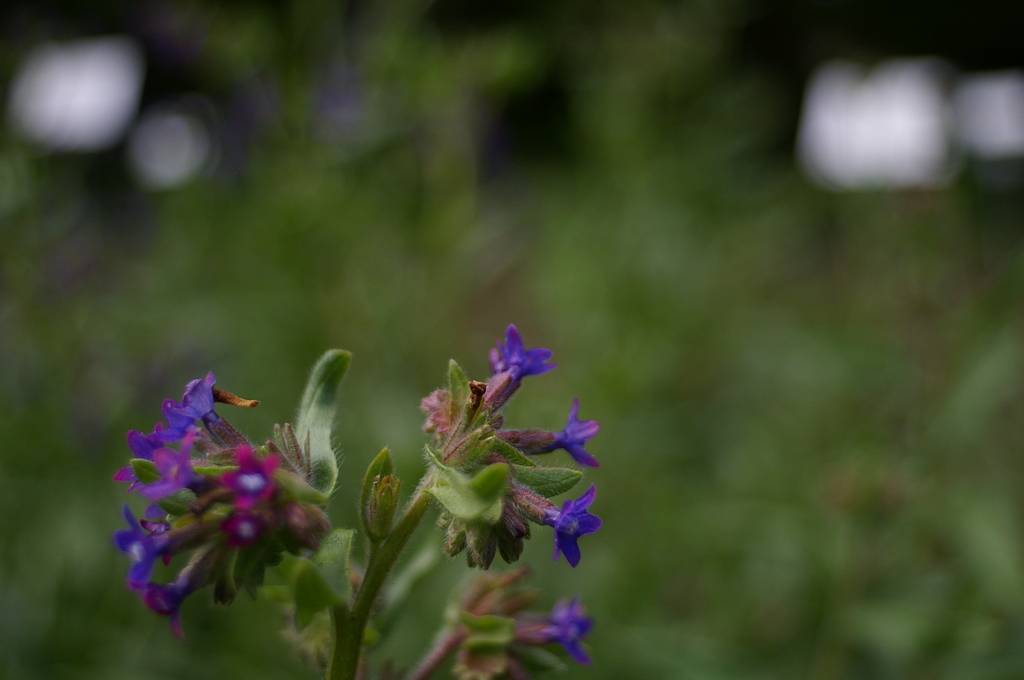 COSINA 28MM MC MACRO 薬草園④