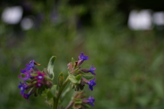 COSINA 28MM MC MACRO 薬草園④