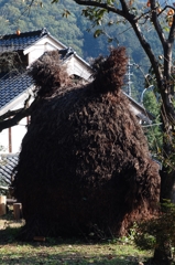 夢だけど夢じゃない？