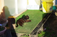 黒猫と白菜漬と私？