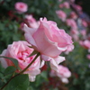 TAKUMAR 3.5/28 「薔薇苑　其の①」